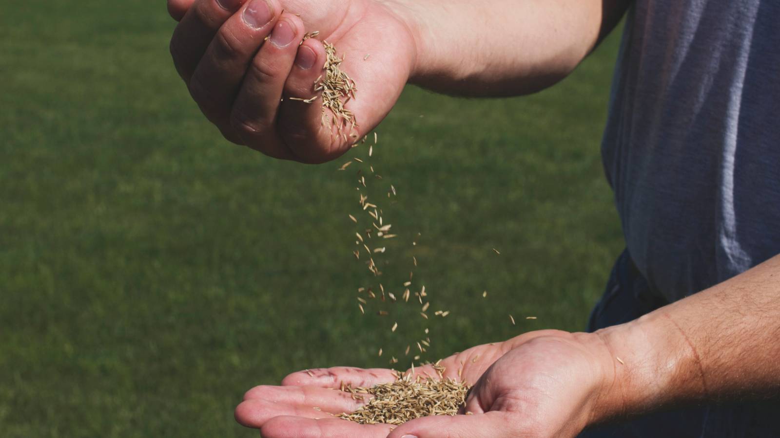Grass seeds dropping from one hand to the other