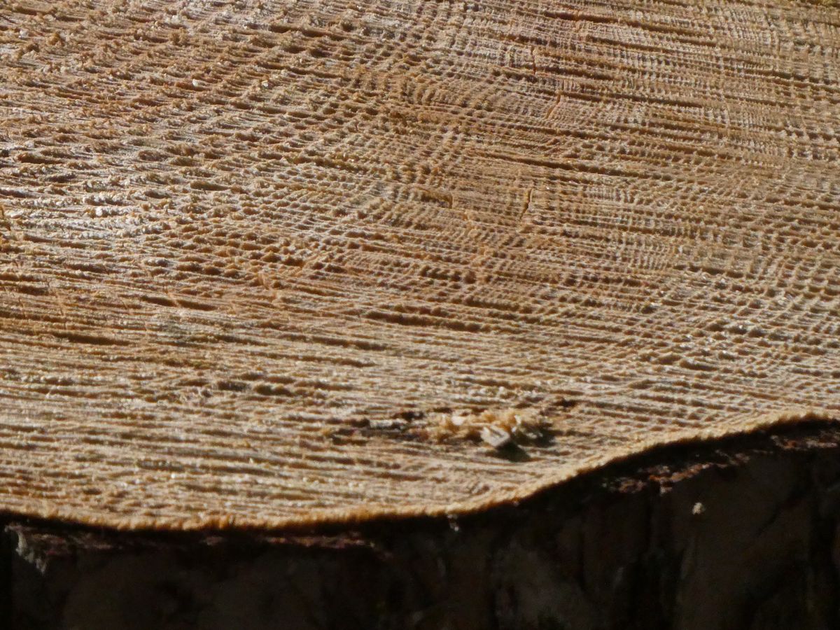 Cropped image to show the detail the Panasonic Lumix ZS99/TZ99 camera captures.