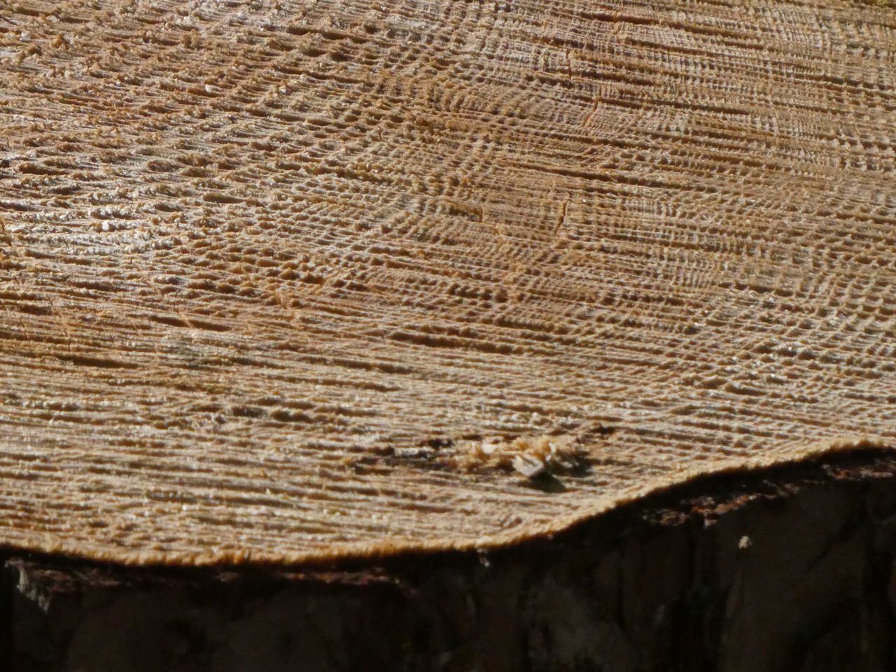 Cropped image to show the detail the Panasonic Lumix ZS99/TZ99 camera captures.