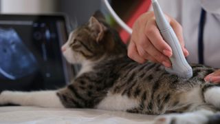 Cat having an ultrasound at the vet