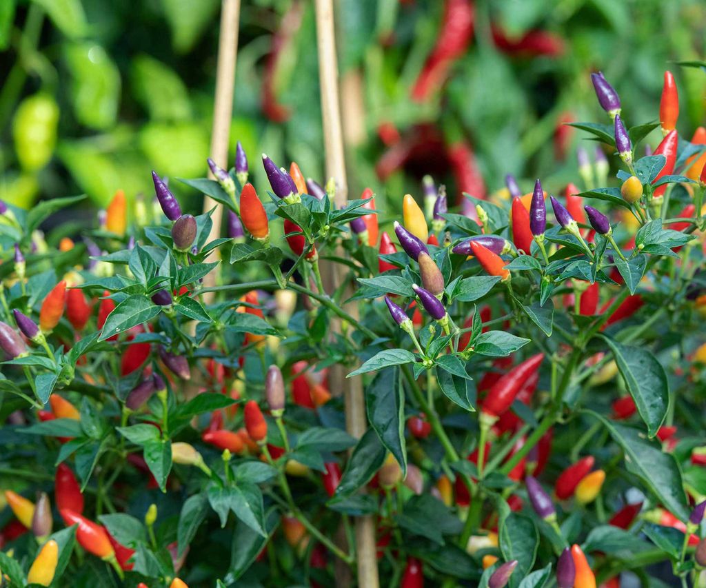 Types of chili peppers the 10 best varieties to grow