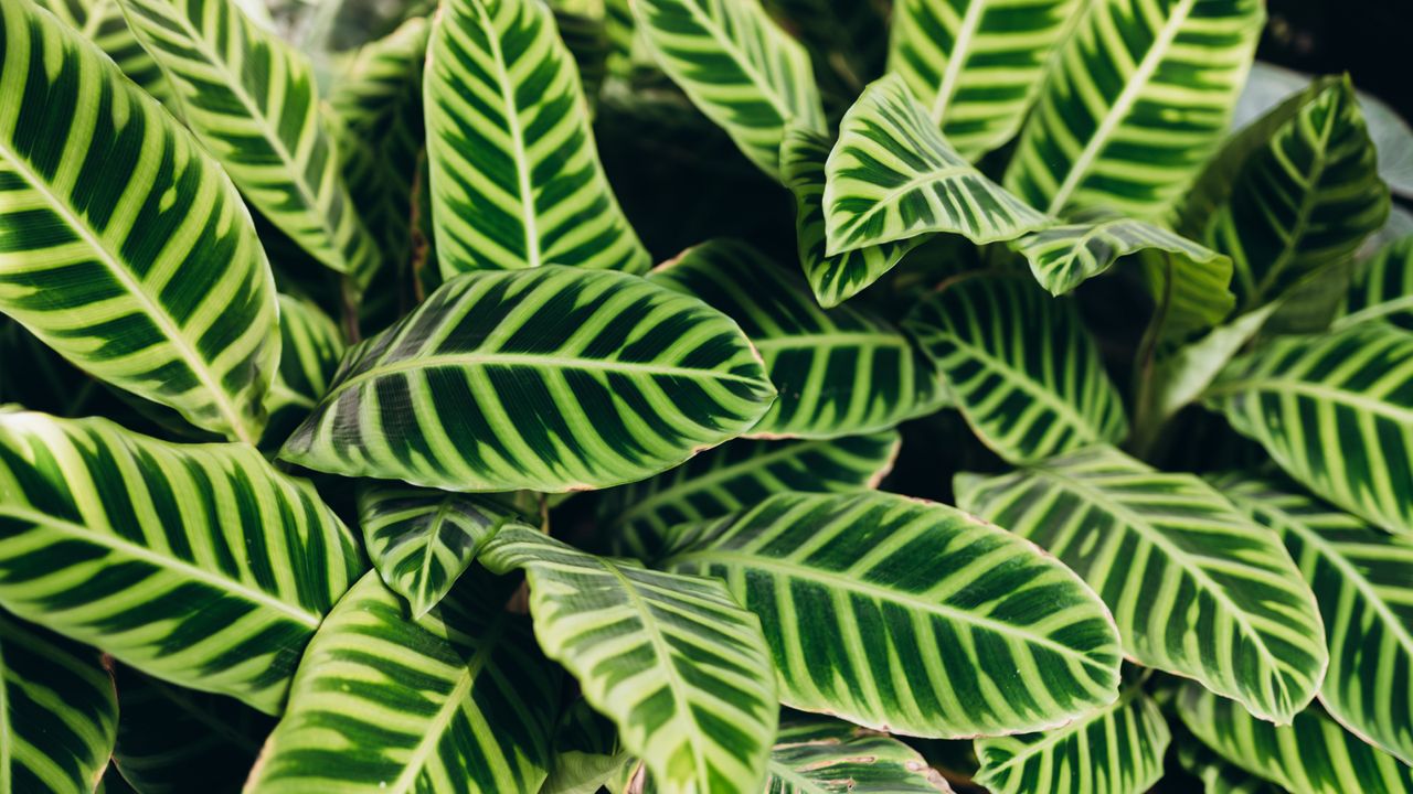 Closeup of calathea zebrina plants