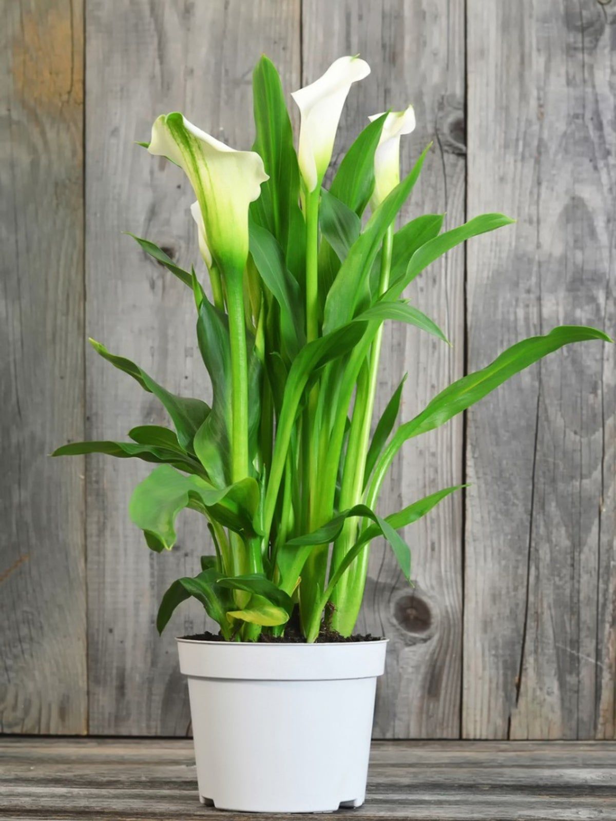 Indoor Potted Calla Lilies