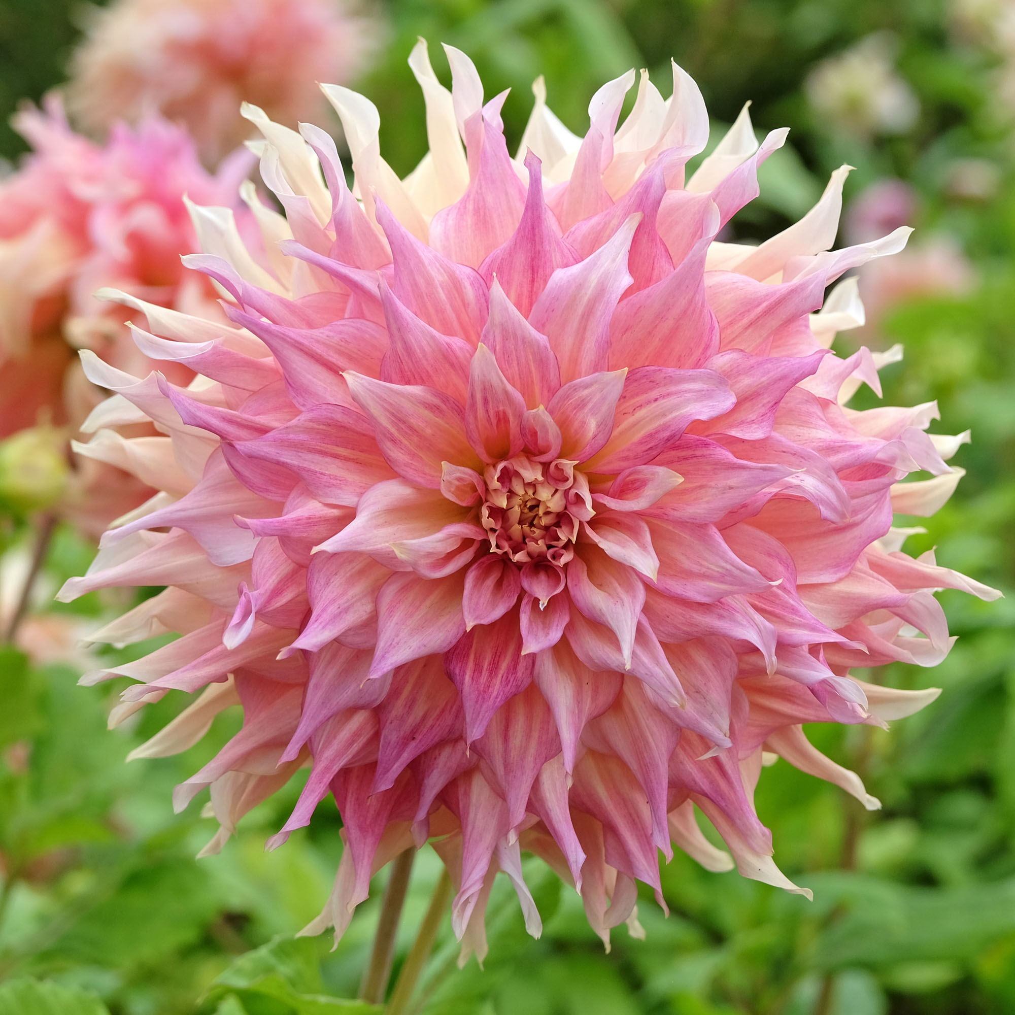 Cream and pink dinner plate decorative dahlia, 'Penhill Watermelon' in flower.