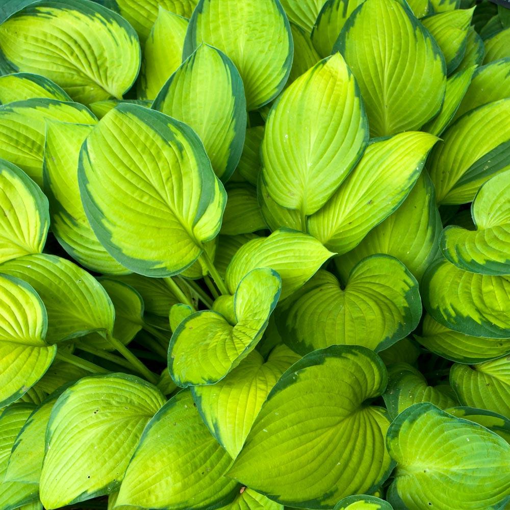Close up of bright green hosta