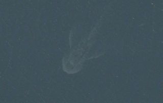 loch ness monster on apple maps