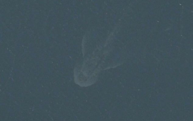 loch ness monster on apple maps