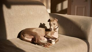 whippet lying on a sofa