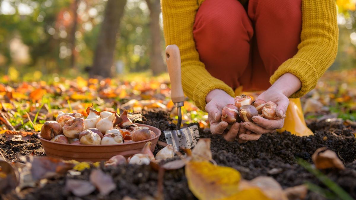 Woman planting tulip bulbs in yard