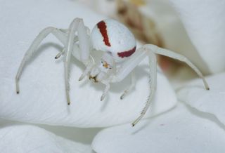 A flower crab spider on a white rose petal