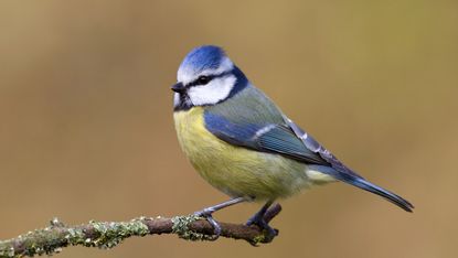 blue tit 