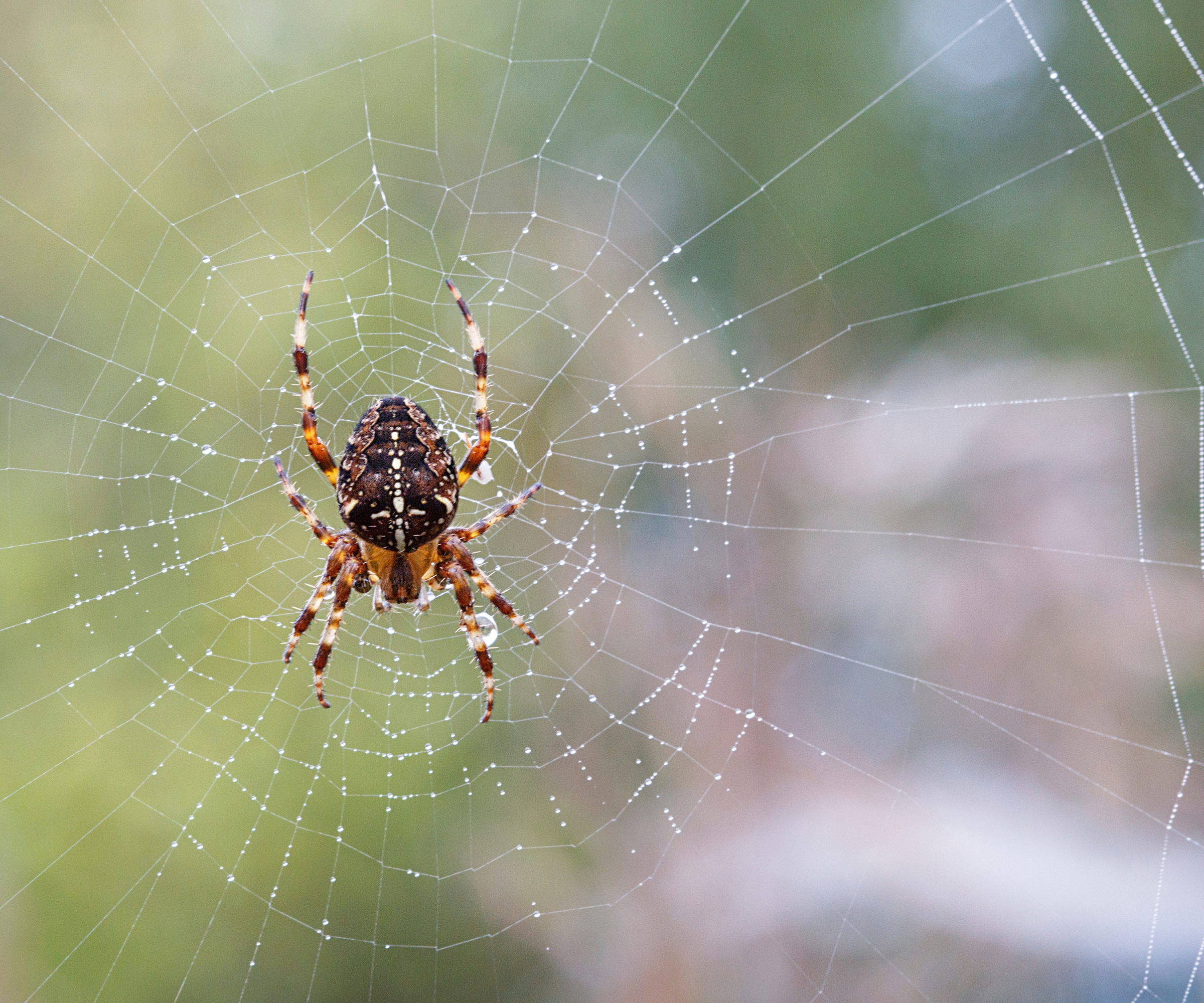 Birth month spiders