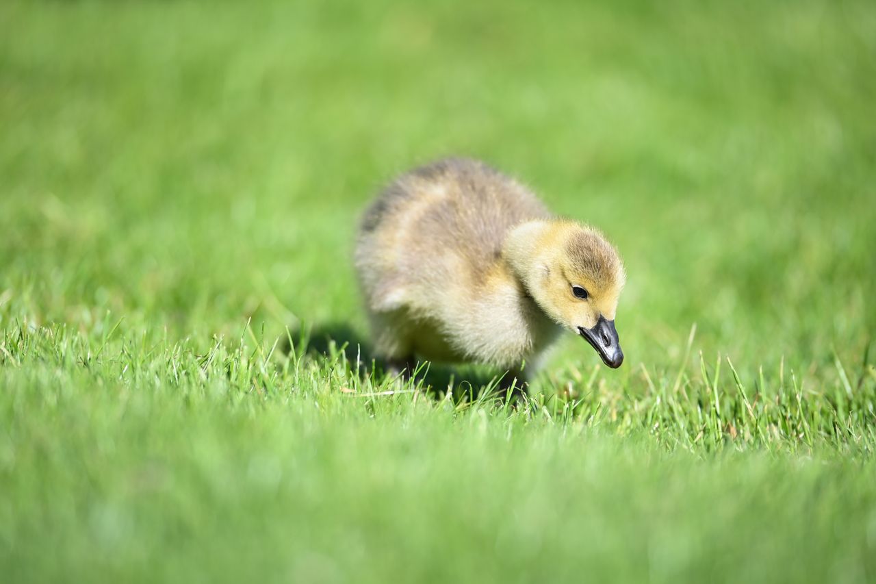 Nikon D6 + Nikon 120-300mm f/2.8 (1/1000 sec, f/2.8, ISO100)