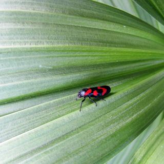 Cercopidae or spittlebug on a Veratrum album leaf - MiaZeus - GettyImages-476704294