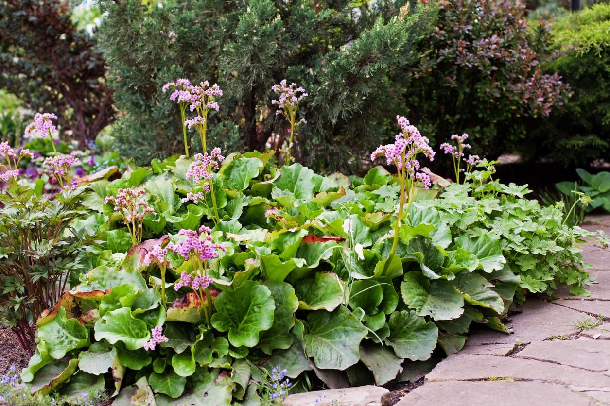 bergenia transplant 1