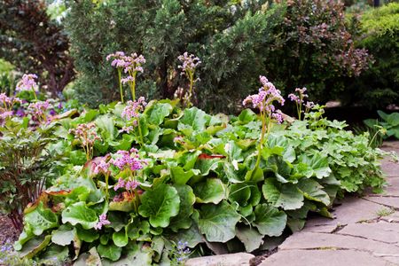 bergenia transplant 1