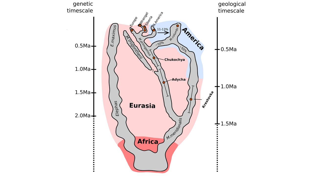 This figure shows a likely evolutionary history of different mammoth lineages.