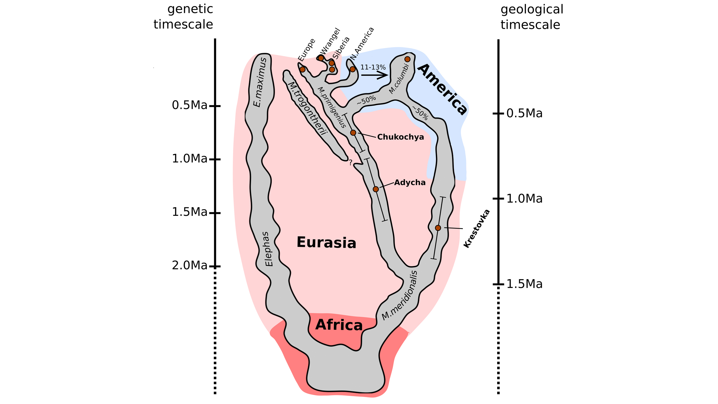 This figure shows a likely evolutionary history of different mammoth lineages.