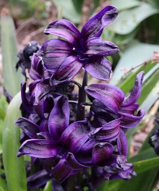 Dark Dimension purple hyacinth in bloom