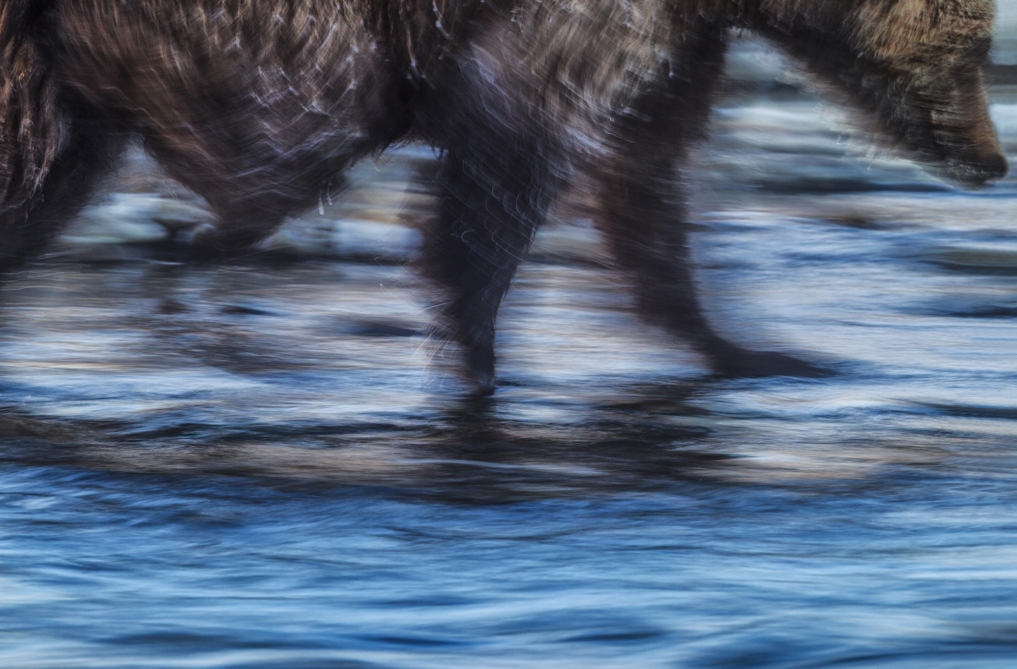 A grizzly bear in Alaska, USA, photographed with a slow shutter, by nature photographer Paul Nicklen, 2018.