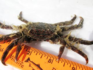 Small tsunami crab
