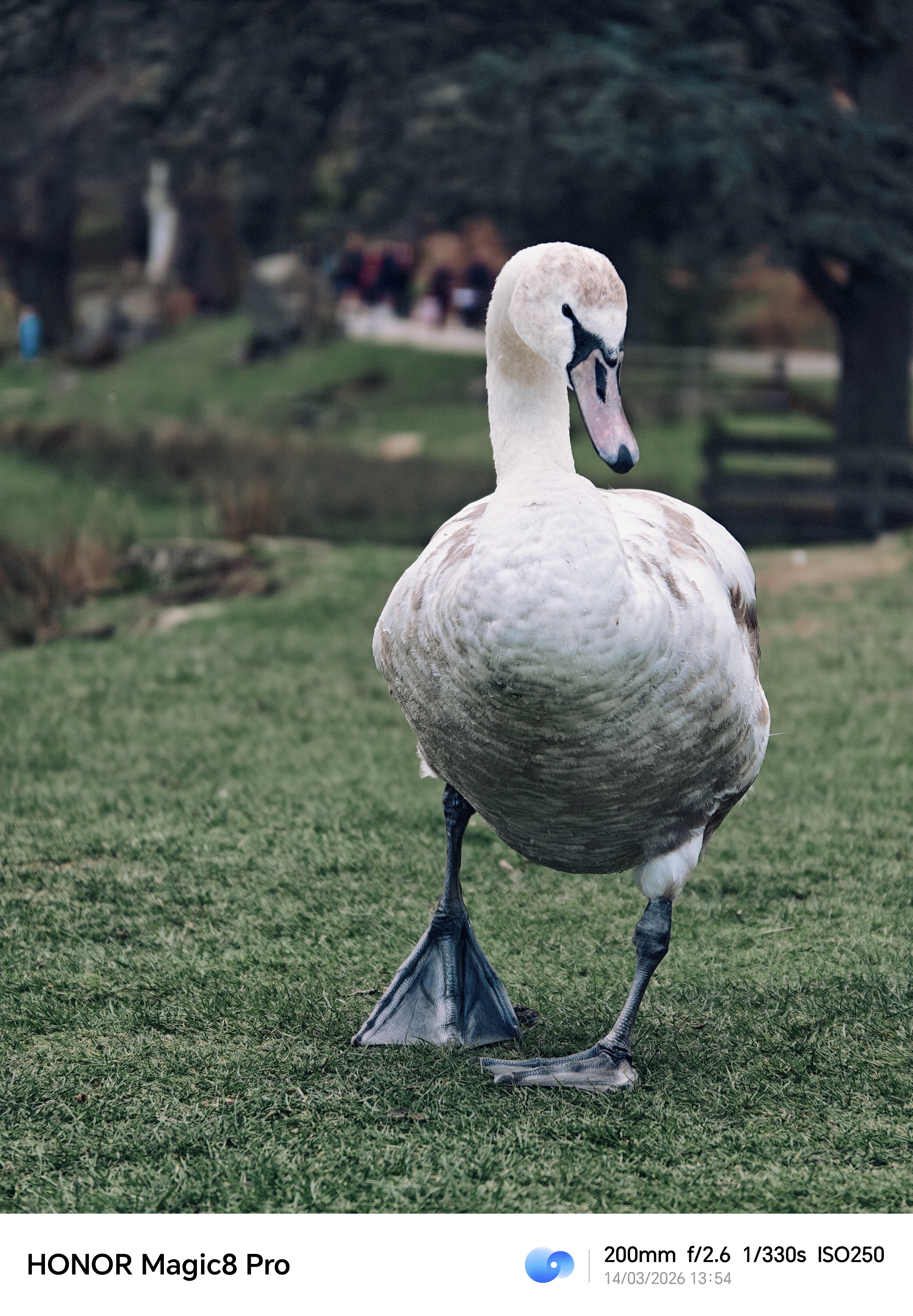 Young swan standing on grass with a soft park background, photographed at 200mm on the Honor Magic8 Pro