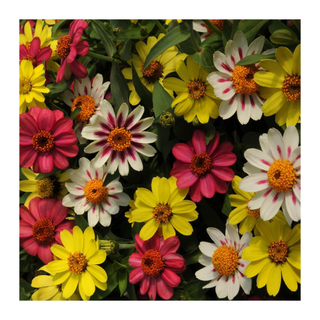 A bunch of blooming zinnia marylandica flowers in pink, white, and yellow