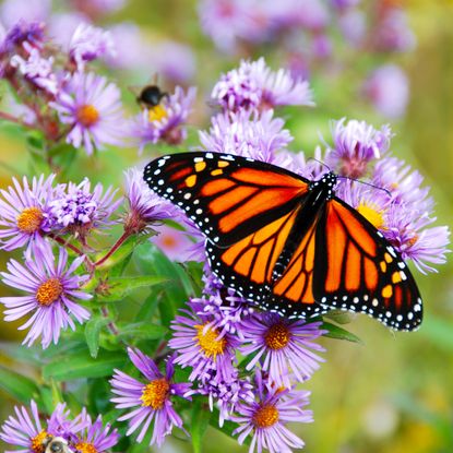 Monarch butterfly on aster flowers