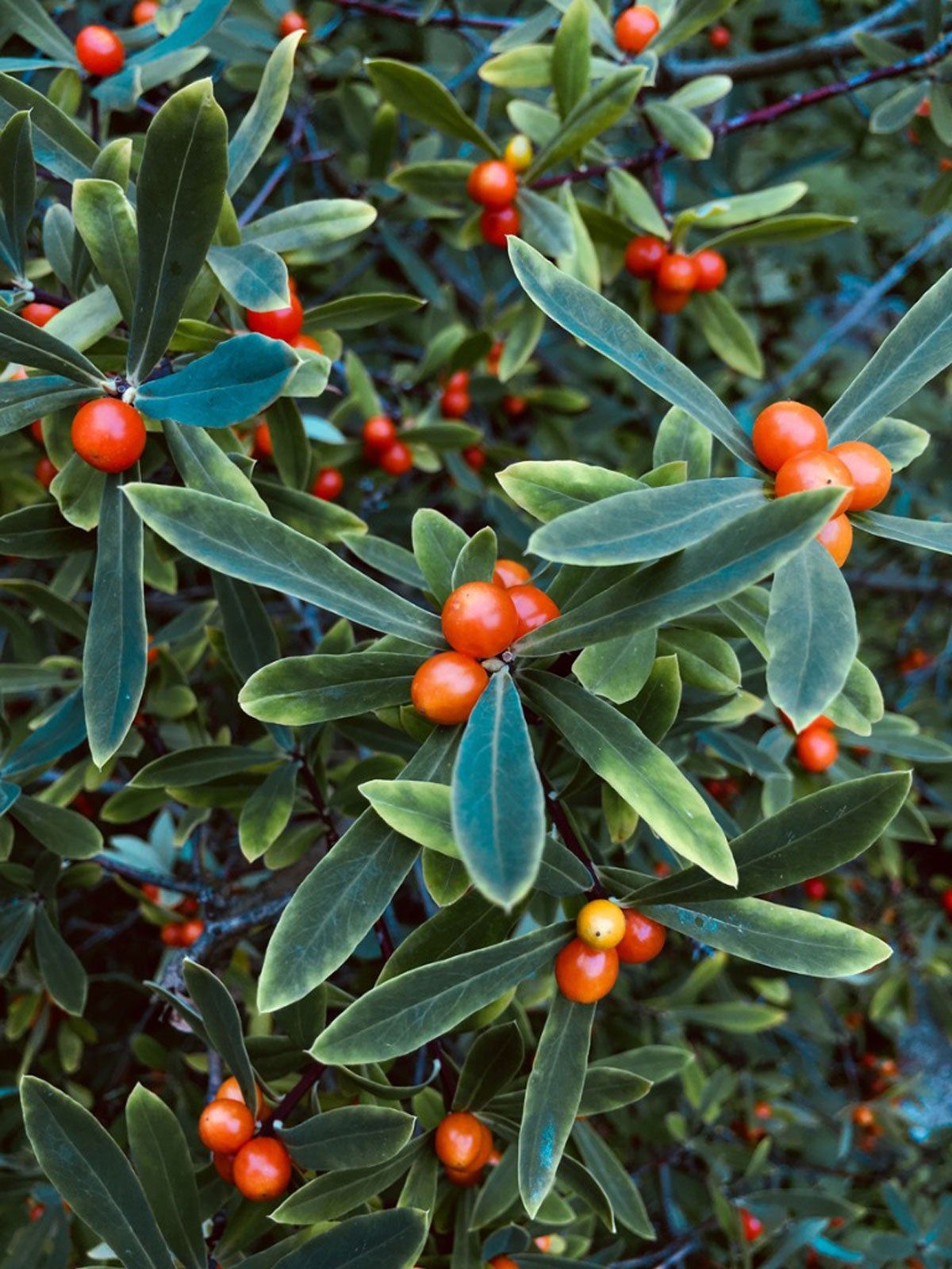 Red Berried Shrubs