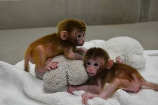 Roku and Hex, the first chimeric monkeys.