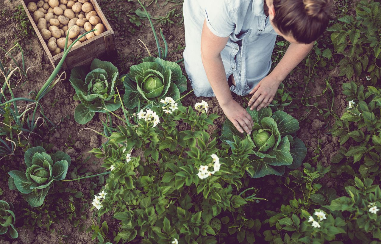 how to grow cabbage