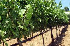 Freemark Abbey Ted Edwards