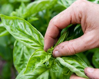 Fingers pinching out basil plant