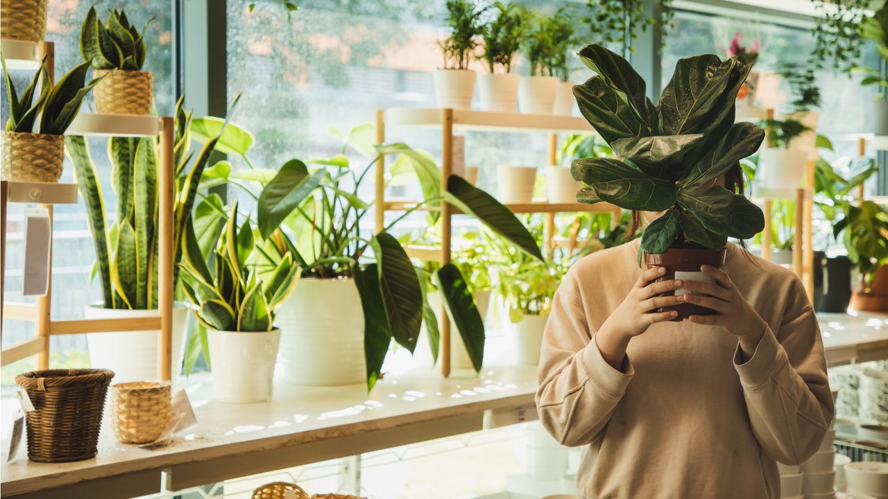 Houseplants that improve your microbiome