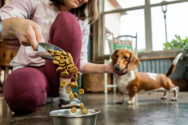 A woman putting down some kibble for her pet dog.