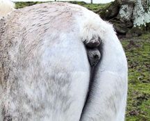Warrior_tail_1.jpg
