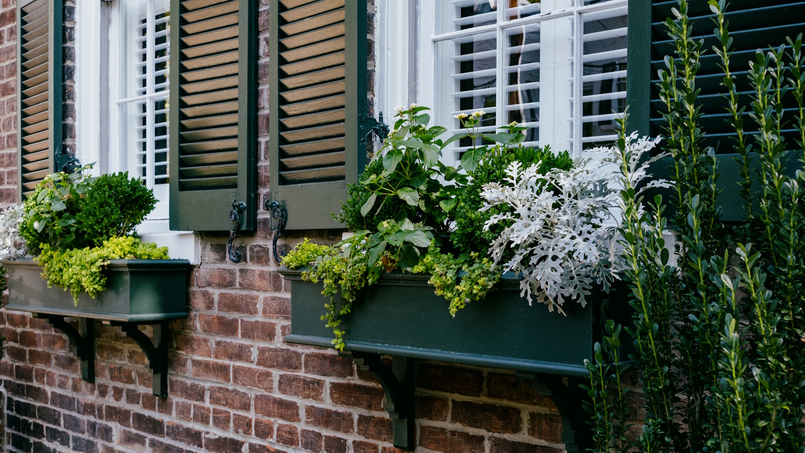 Modern window boxes with green foliage plants and silver dusty miller, against red brick and dark green shutters