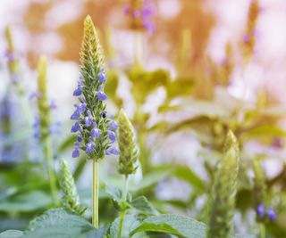 chia plant with purple flower heads