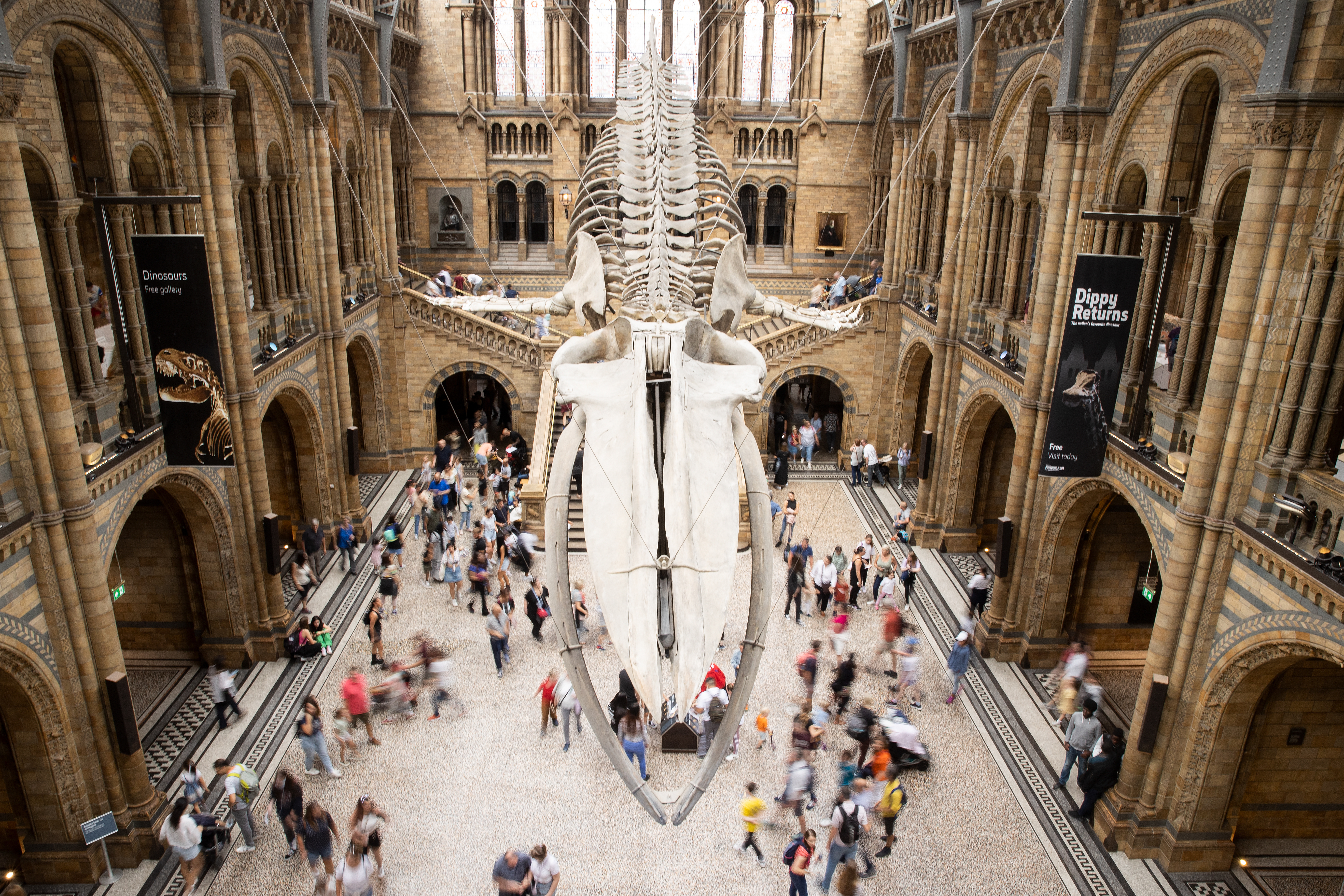 The blue whale skeleton in Hintze Hall at the Natural History Museum in South Kensington on August 29, 2022 