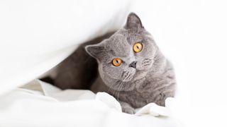 British Shorthair peeking out from under bed sheet