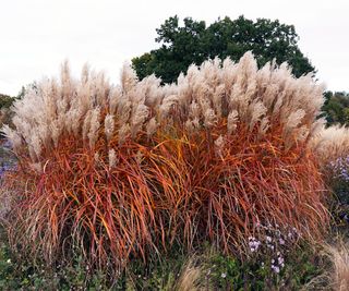 Miscanthus Sinesis 'Malepartus' in fall
