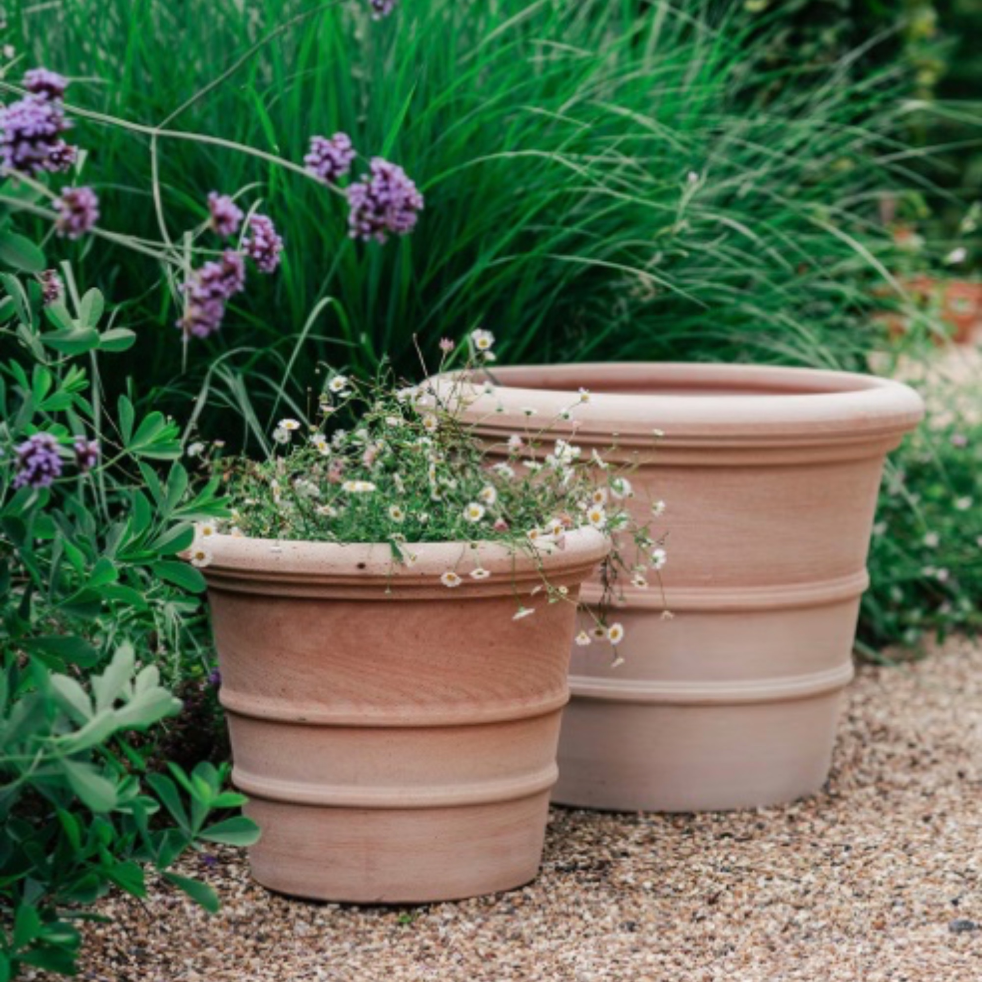 Crocus, Siena Ribbed Italian Terracotta Pot