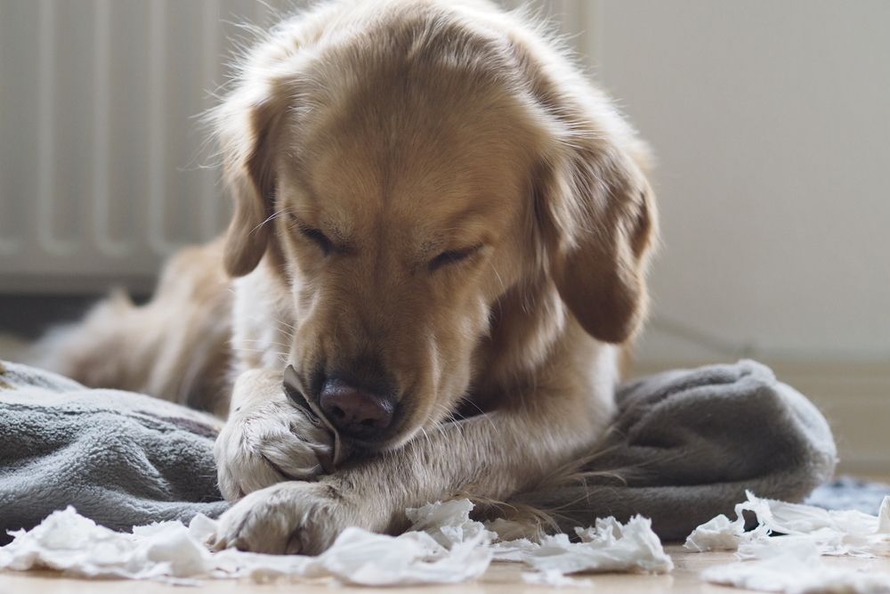 Why Do Dogs Chew Everything? Live Science