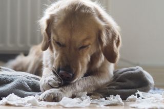 dog, chewing, paper