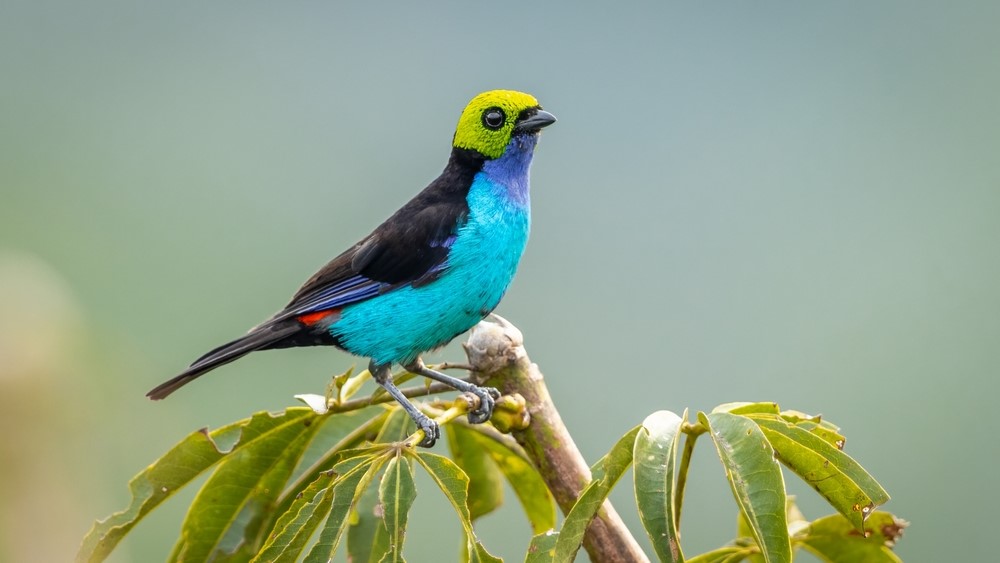 A paradise tanager perched on the end of a branch.