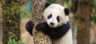 Born In China Baby Panda