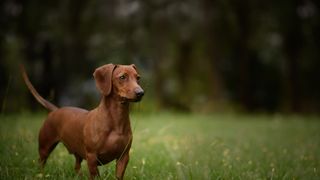 Dachshund standing in the grass