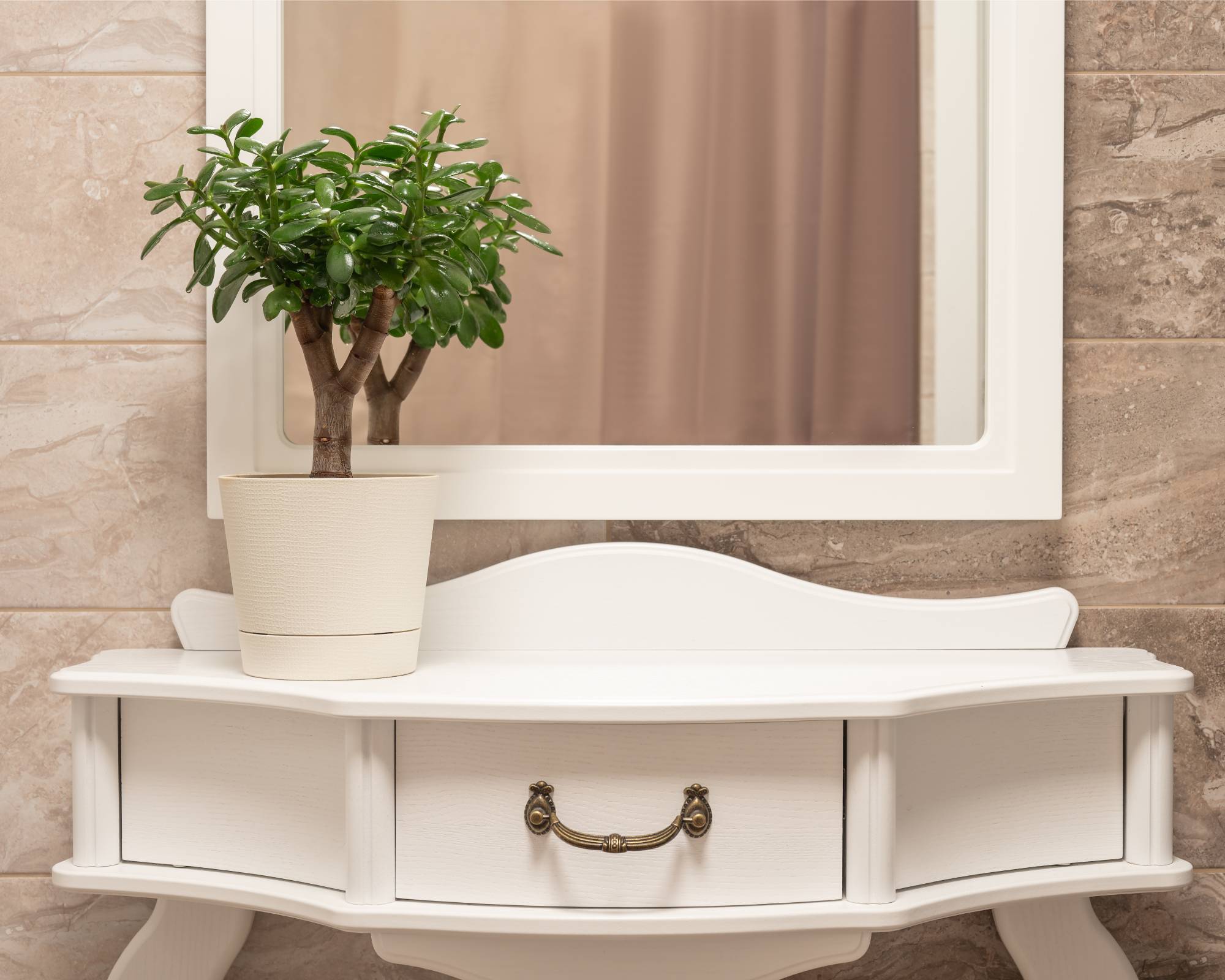 Jade plant on table in entryway