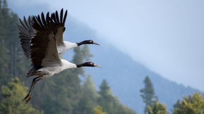 The Phobjikha valley in Bhutan, where this photograph was taken is one of the last strongholds of the threatened black-necked crane