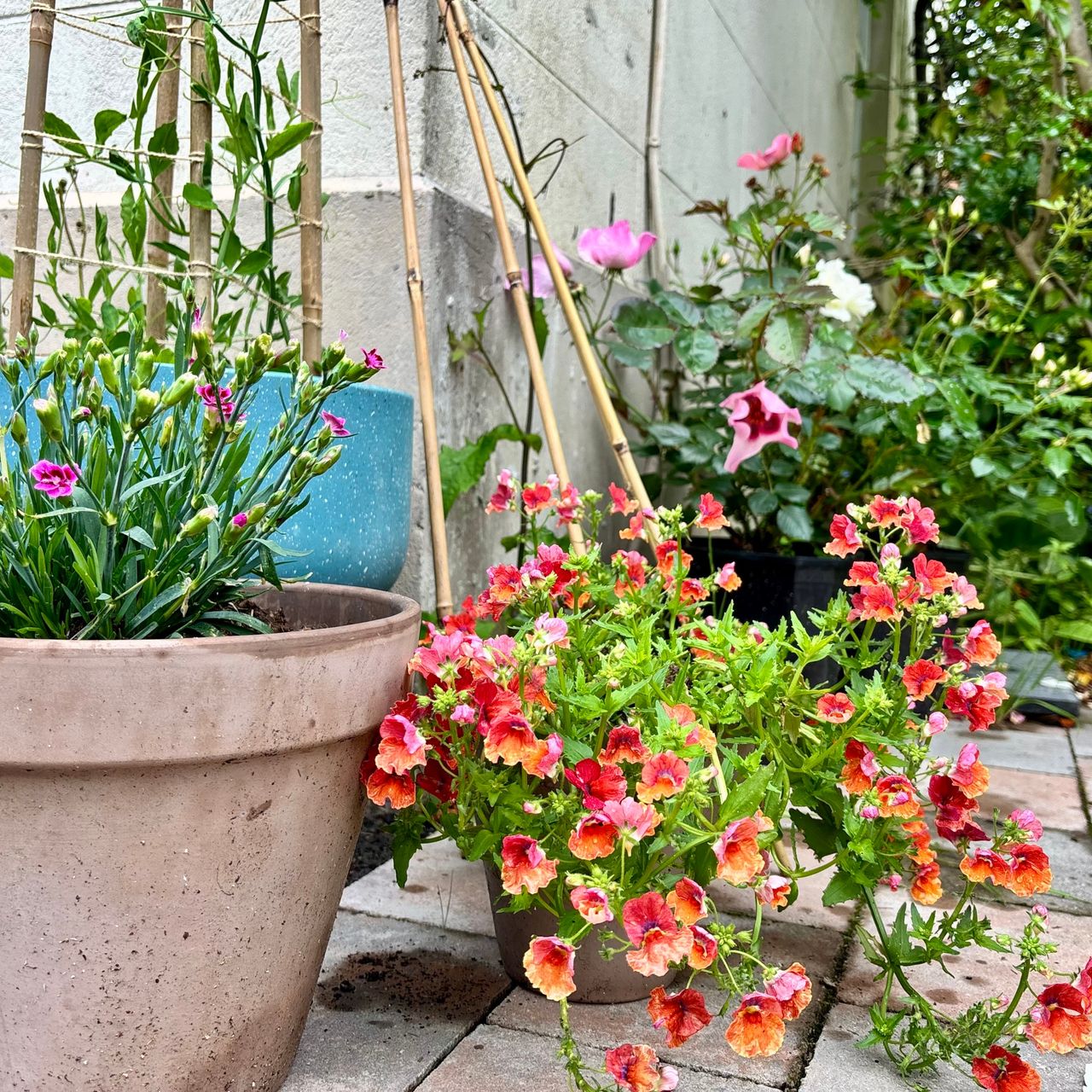 flowers in pots on a patio